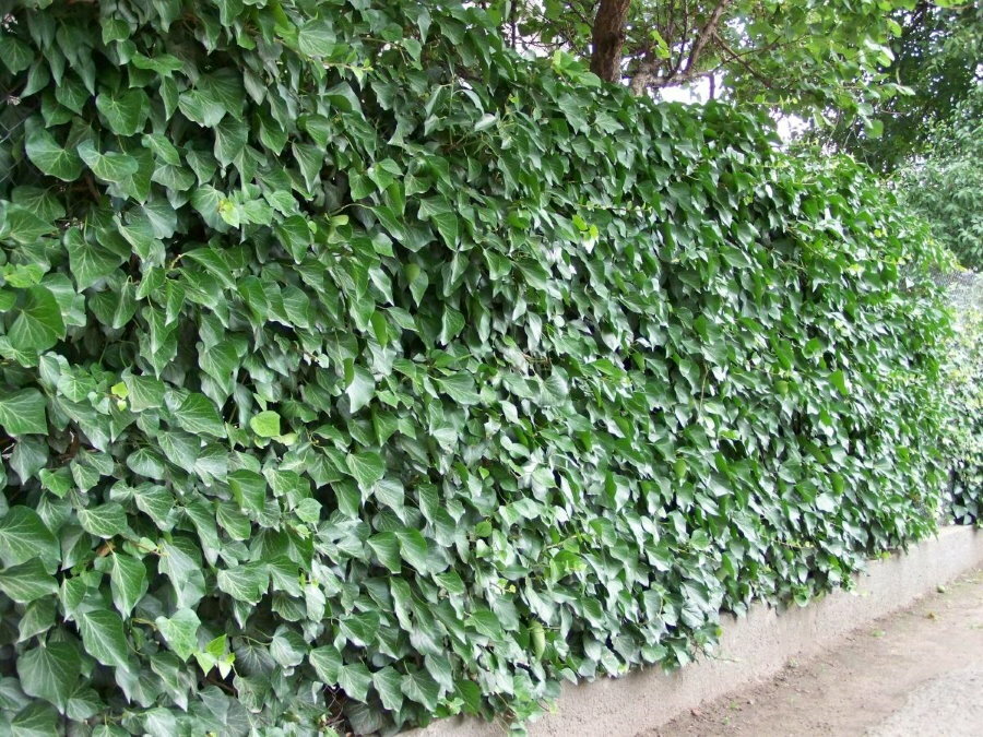 Decoración de valla de jardín con hiedra ordinaria