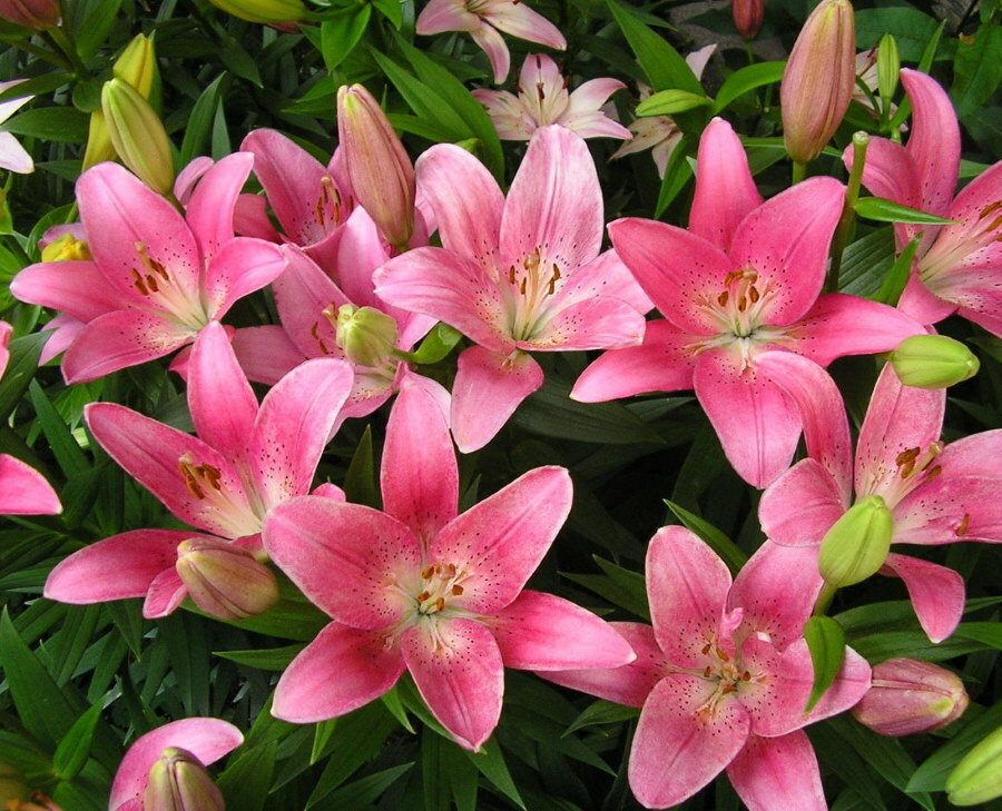 Blommande liljor av La-hybridklassen i en trädgårdsbädd