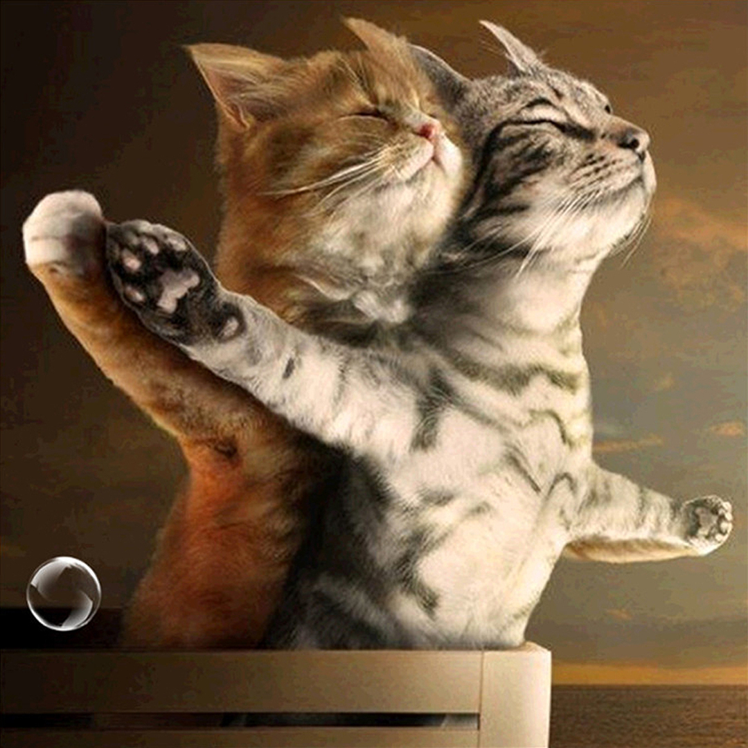 Titanic Jack ve Rose Cat 5D DIY Elmas Boyama Çapraz Dikiş