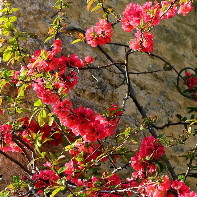 De longues branches avec des fleurs sur Chaenomeles Katayansky