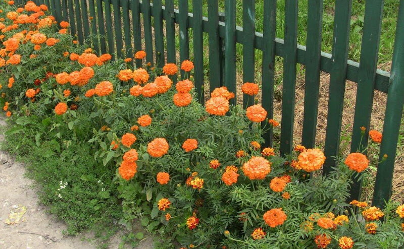 Egy virágágyás körömvirággal egy zöld kerítés mentén