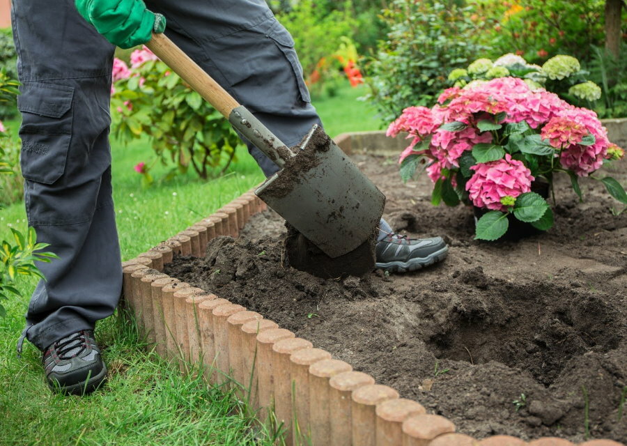 Planting a hydrangea seedling on a flowerbed with a wooden fence