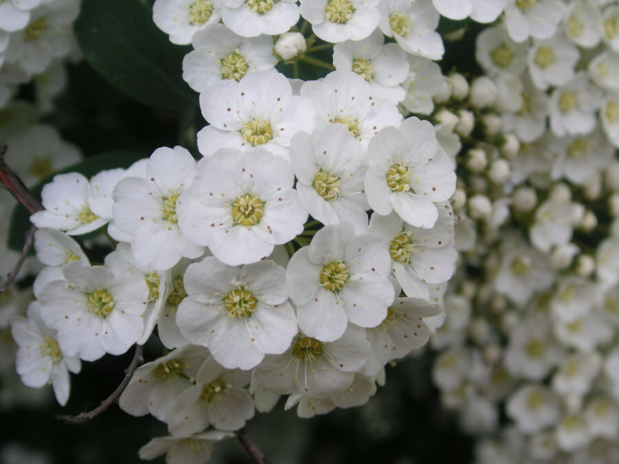 Baltos spirea crenate gėlės iš arti