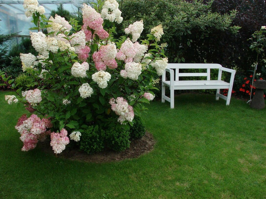 Bloeiende hortensia pluim solitaire