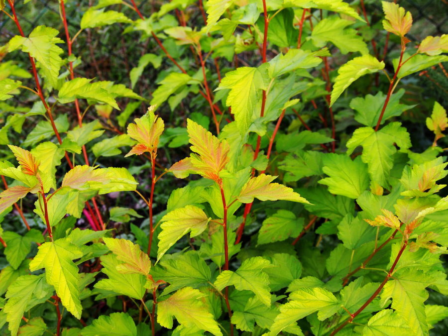 Zeleno-žluté listy na červených větvích měchýře Luteus