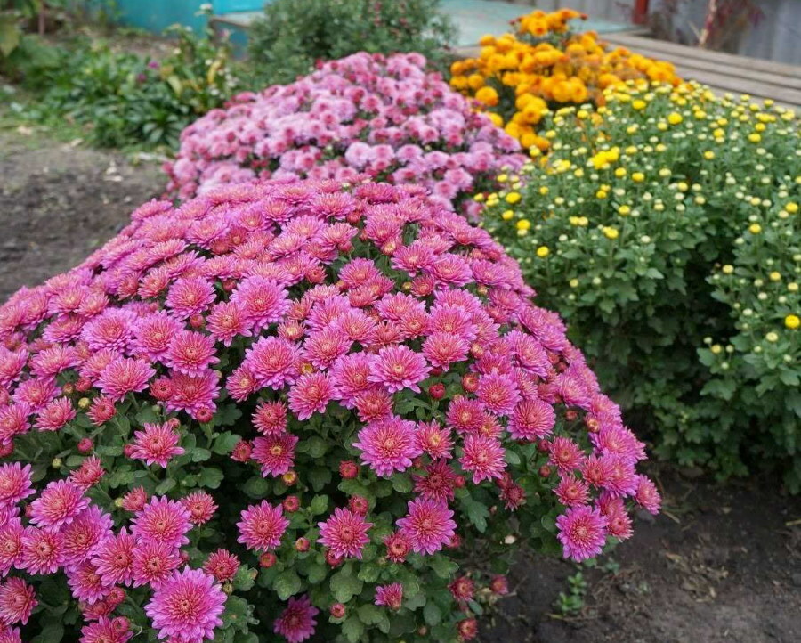 Bushes of blooming chrysanthemums at their summer cottage