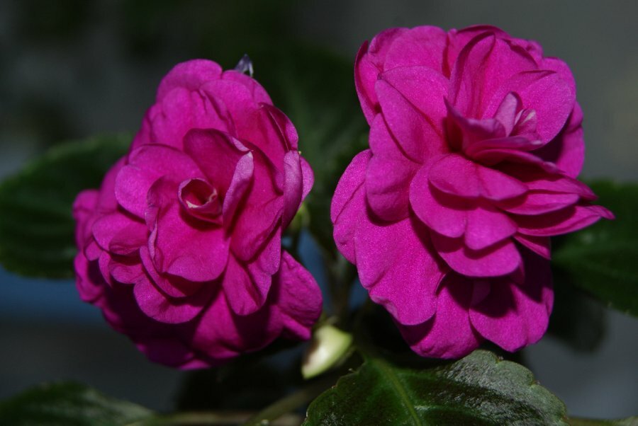 Purpurinės balzamo veislės Tom Sambe Violet gėlės