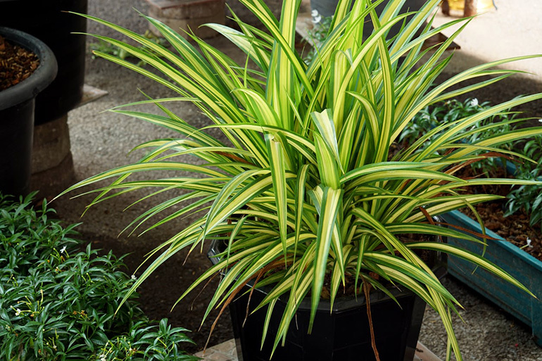 Overview of ways to plant dracaena at home