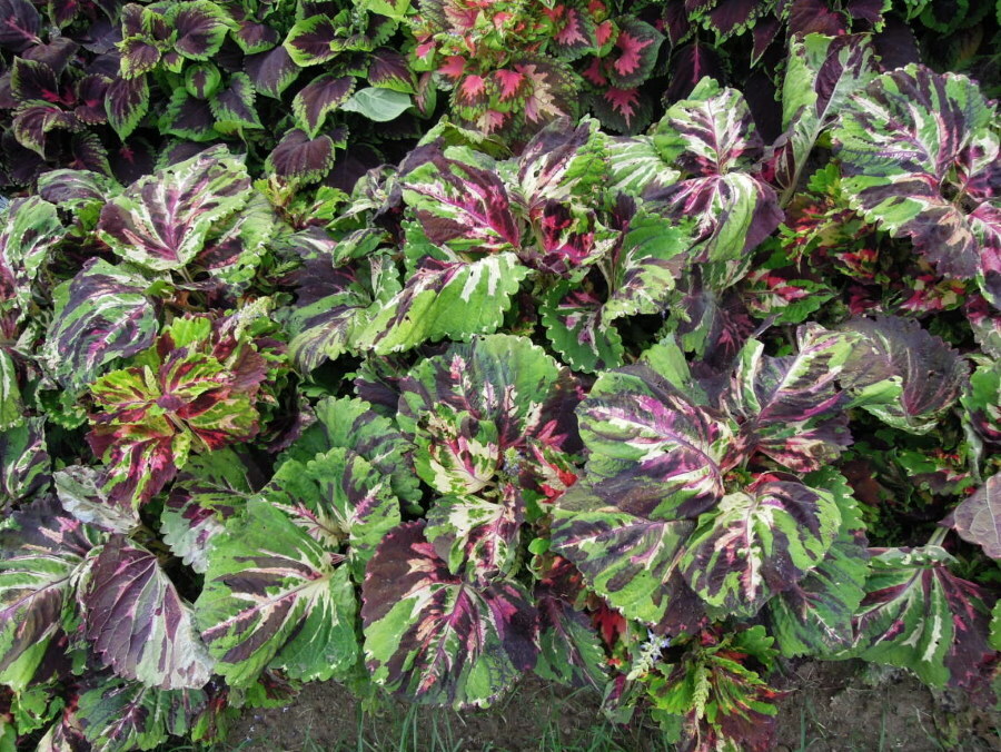 Różnobarwne ubarwienie szerokich liści odmiany Coleus Russkiy Ogorod