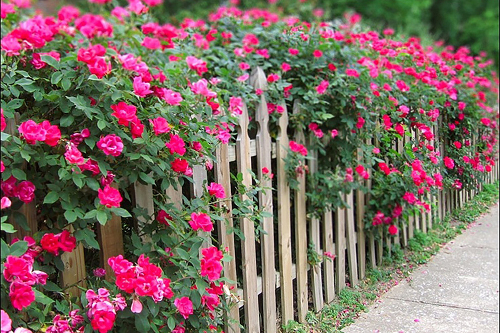 rózsák a kerítés mentén