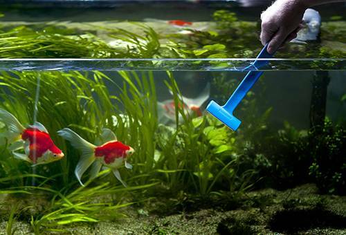 Cleaning the aquarium - clean the soil and water and remove the lime scale