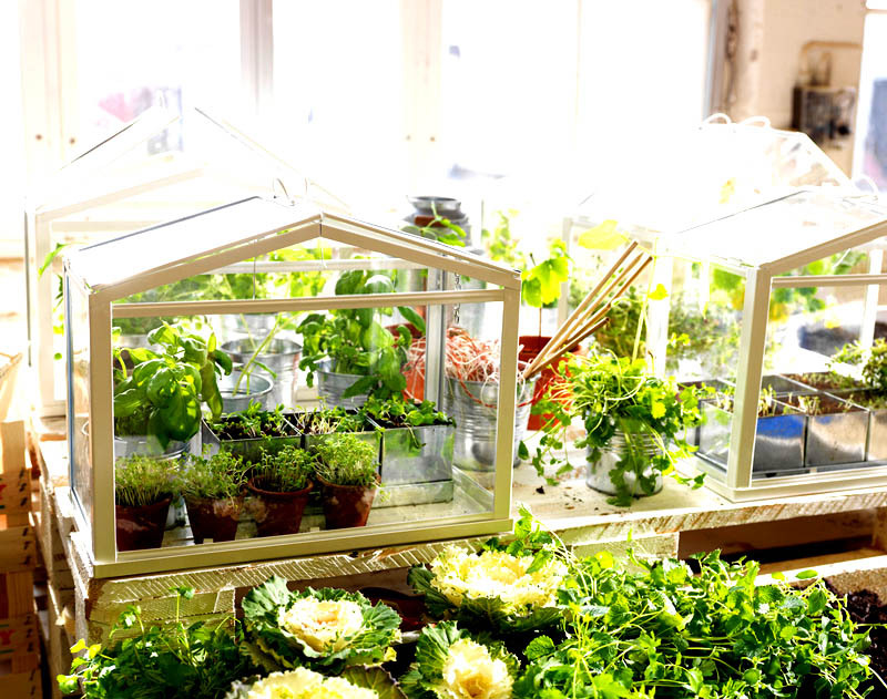 Mini växthus i fönsterbrädan