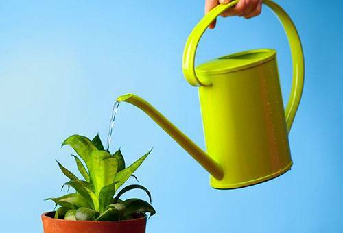 Hnojivá pre izbové rastliny: domáce recepty a obchody s komfortom