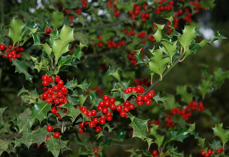 Garden holly branch with red berries