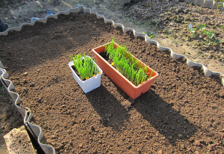 Planting seedlings on a bed of wave slate