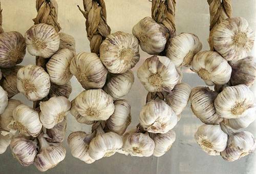 Come conservare l'aglio a casa nell'appartamento - sette modi