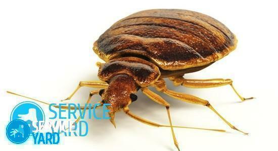 Prevention of bedbugs