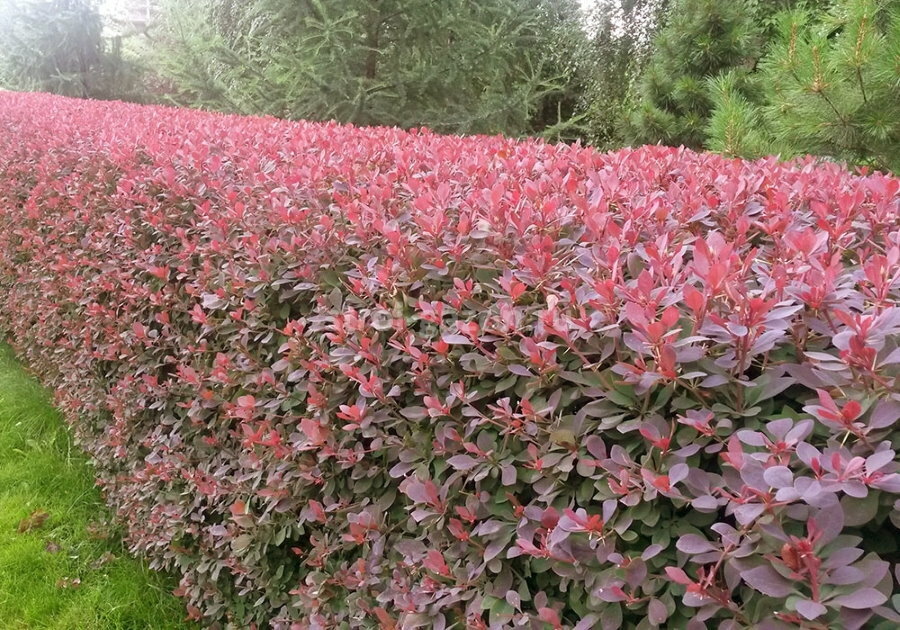 A neatly trimmed hybrid barberry hedge