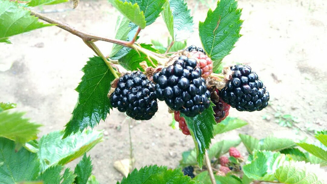 blackberry loch tay photo