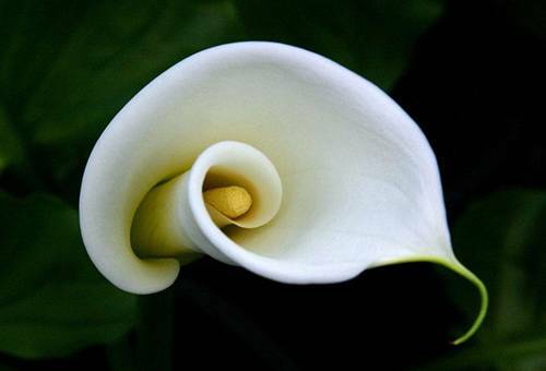 How to store callas in winter at home and when to dig them out