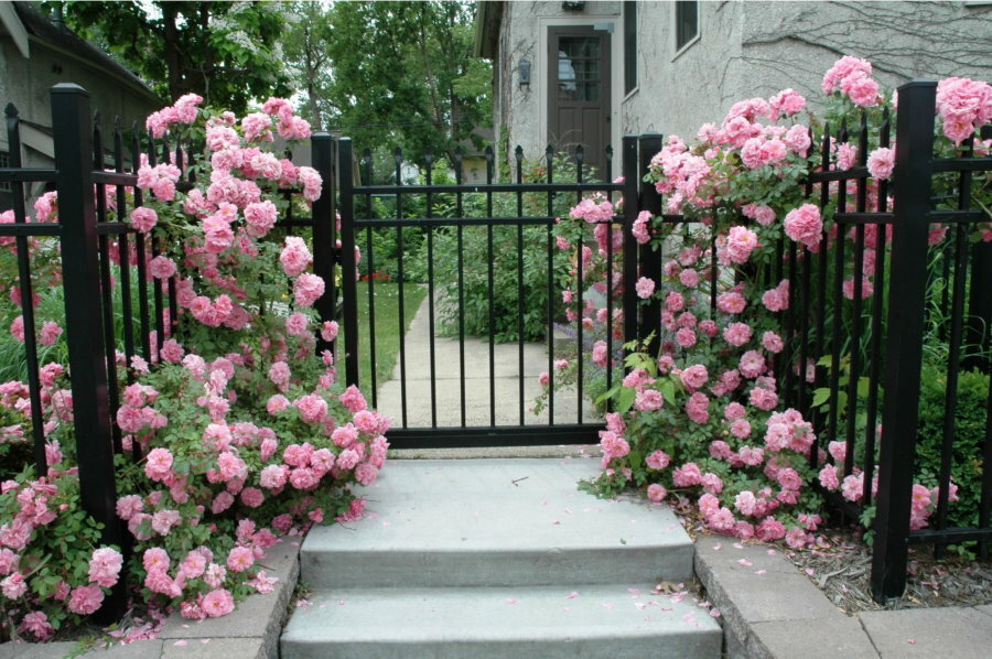Rosas trepadeiras em frente à entrada da área suburbana