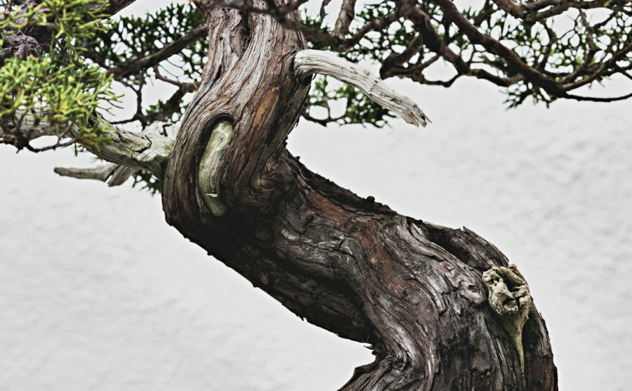 Plikas medžio kamienas japoniško shaimiki stiliaus