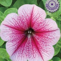 Semillas de Petunia de flores grandes. Tango Pink con vetas de cereza, 15 piezas