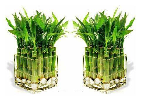 Bambu vård hemma i vattnet: skapa en optimal miljö och multiplicera växten