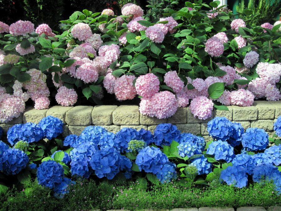 Krūmu hortenzijas gar atbalsta sienu dārzā