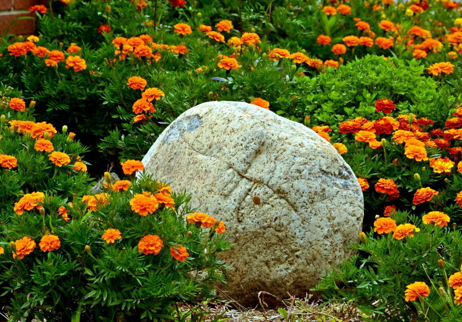 Großer Felsbrocken unter orangefarbenen Ringelblumen