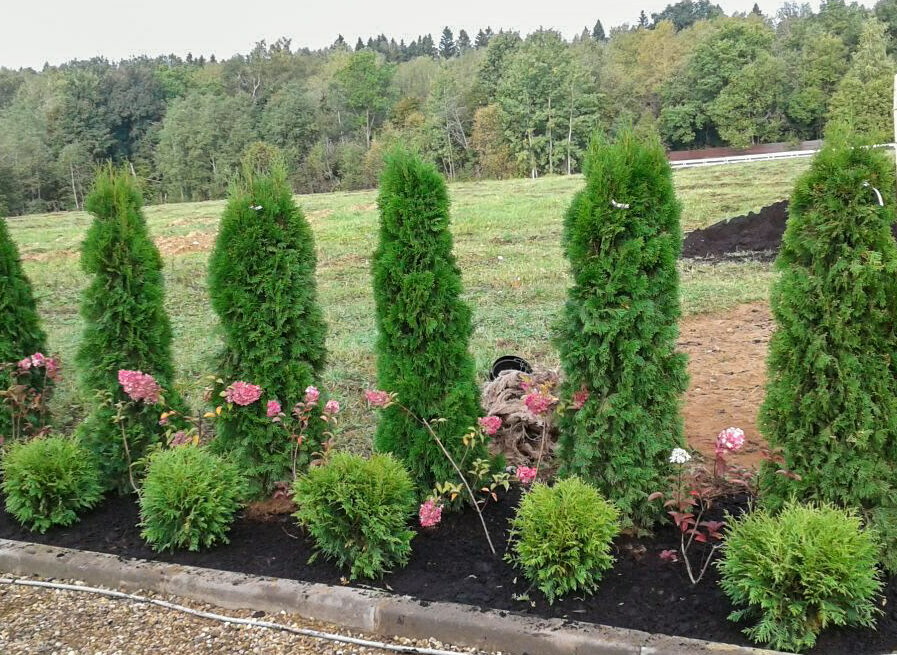 Planting western thuja in a hedge