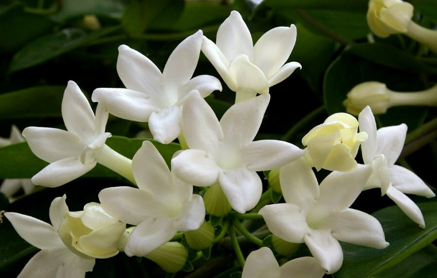 Photo of large-flowered jasmine in a garden landscape