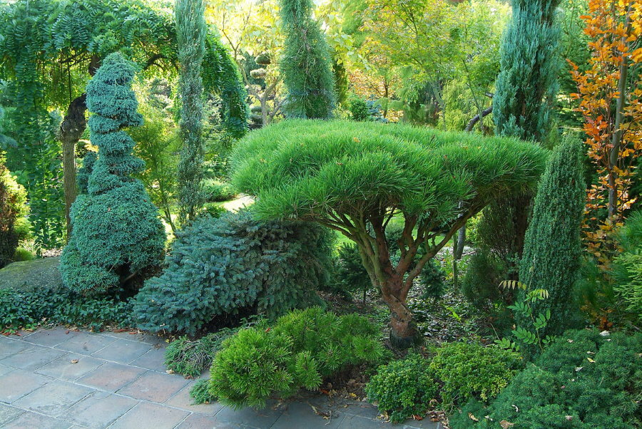 Bonsai iglaste w zacienionym zakątku ogrodu