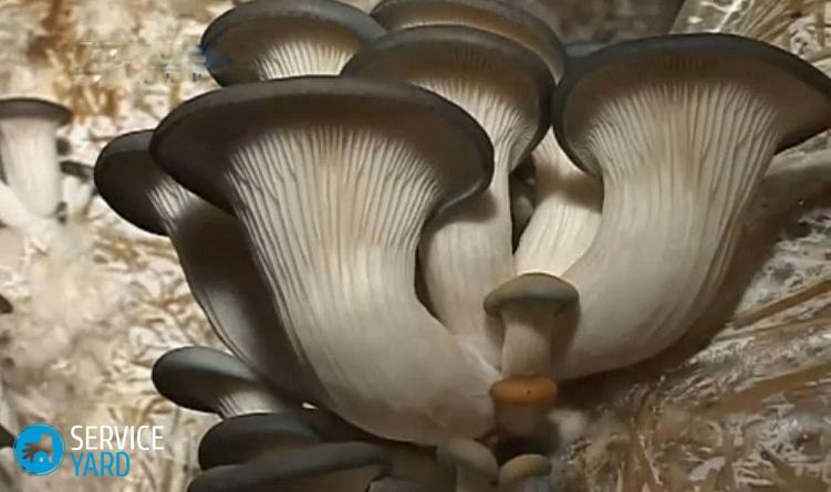 Jak připravit houby ústřice?