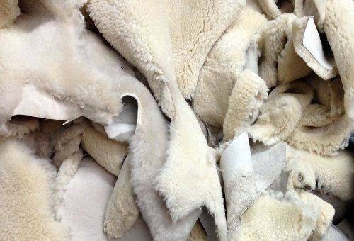Kako očistiti ovčje kožo doma pred umazanijo in slabim vonjem