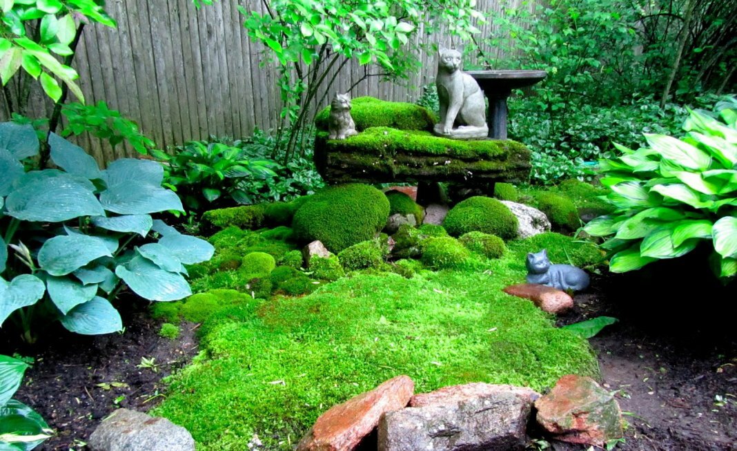 Green moss on a flower bed in Japanese style