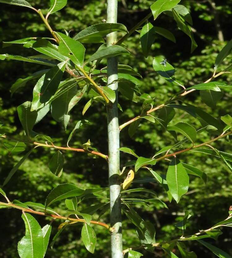 Shiny leaves on a willow variety wolfberry