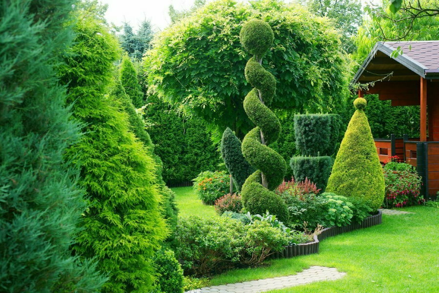 Curly haircut of evergreens in the garden