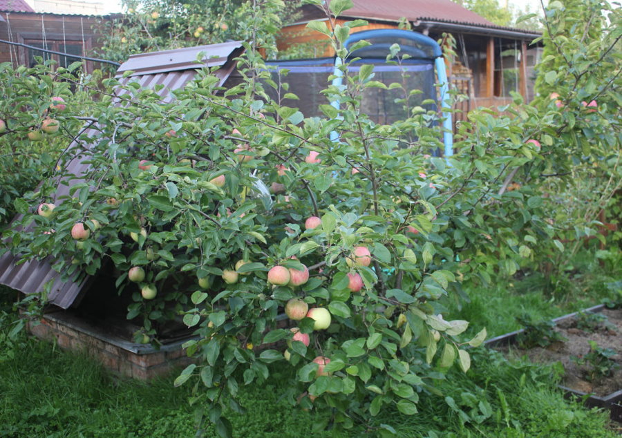 Fruiting dwarf apple trees on a small cottage