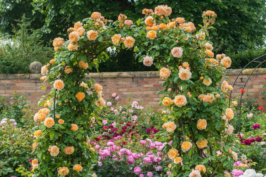Krémes hegymászó rózsa egy kerti ívben