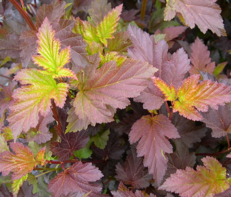 Couleur panachée des feuilles du cultivar central Glow