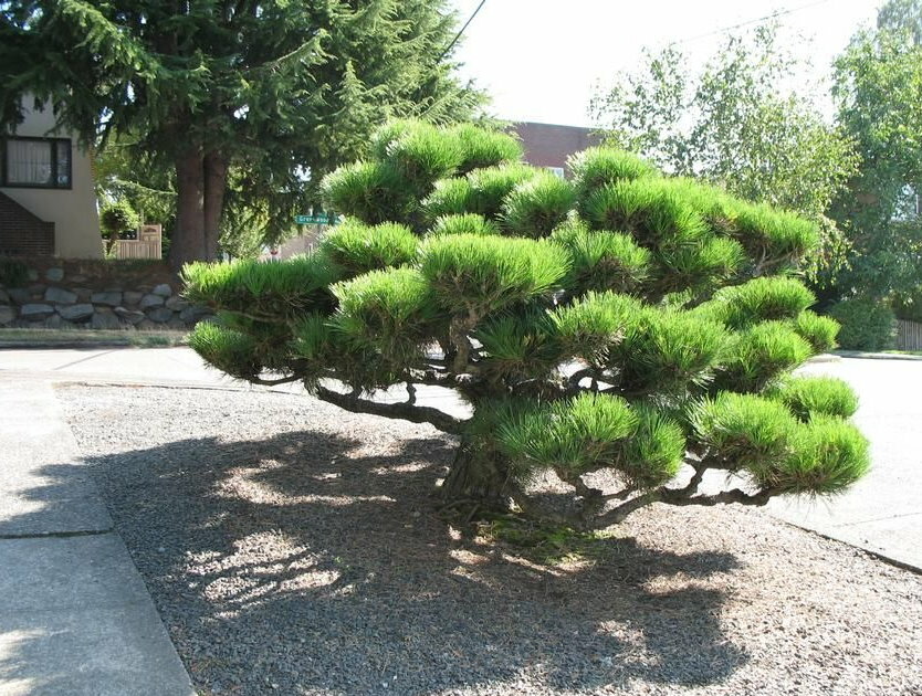 Adult black pine bush with long needles