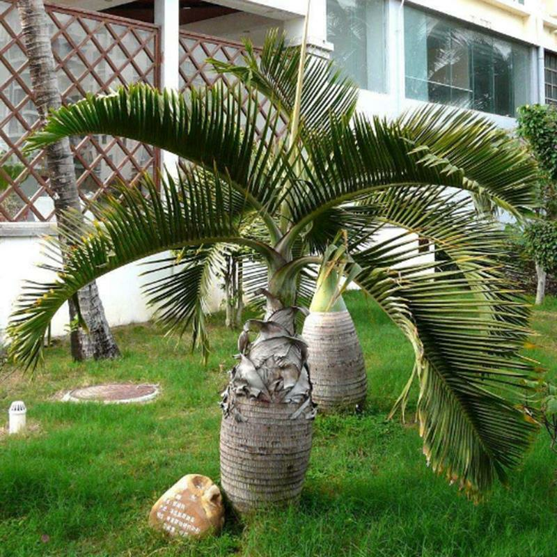 Stk Eksotiske flasker Palmfrø Bonsai Tropiske dekorative treplantefrø Hageplanting