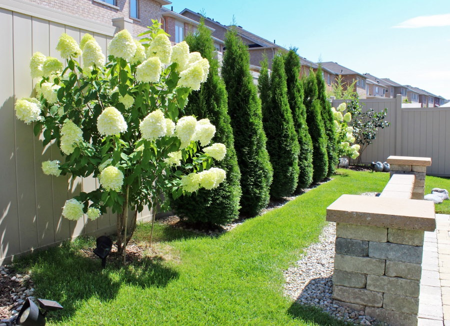 Panicle hydrangea in the area with pyramidal thuja