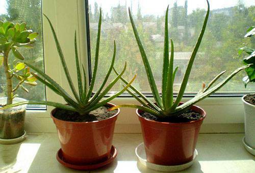 Aloe: home care, the secrets of growing the century, diseases, pests