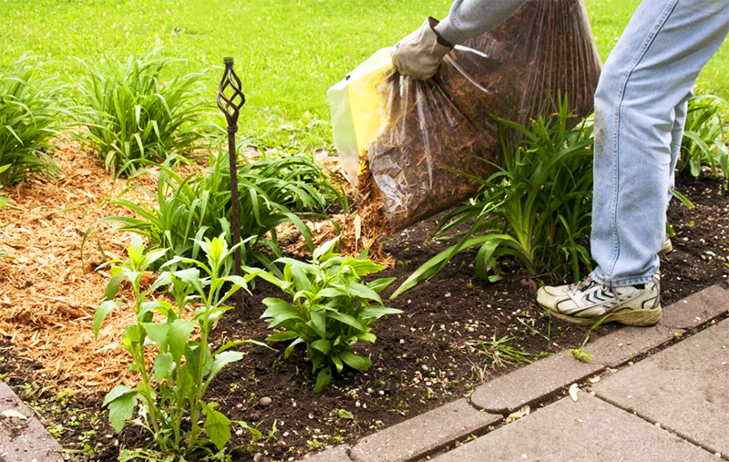 De grond bedekt met mulch warmt sneller op in het voorjaar, houdt vocht vast en bevriest niet in de winter