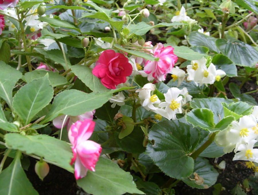 Begonia sempre fiorita tra balsamo a fiore grande
