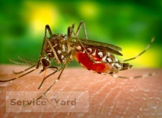 Armbånd fra mygg