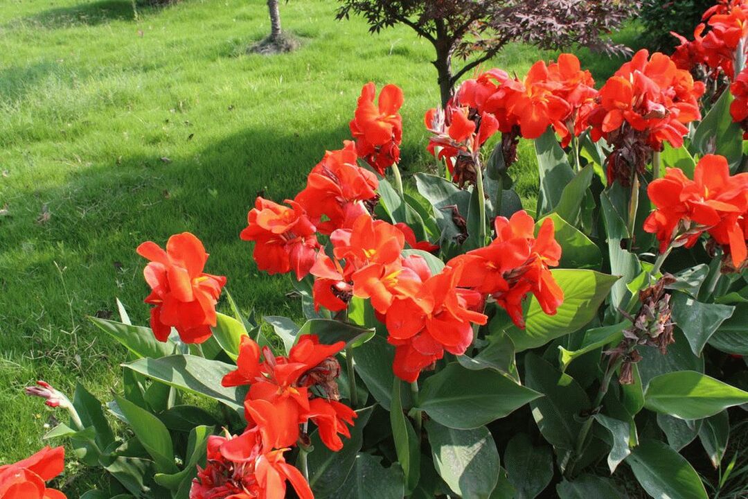 Canna-Blume: Pflege im Garten, Fotoeinsatz in der Landschaftsgestaltung