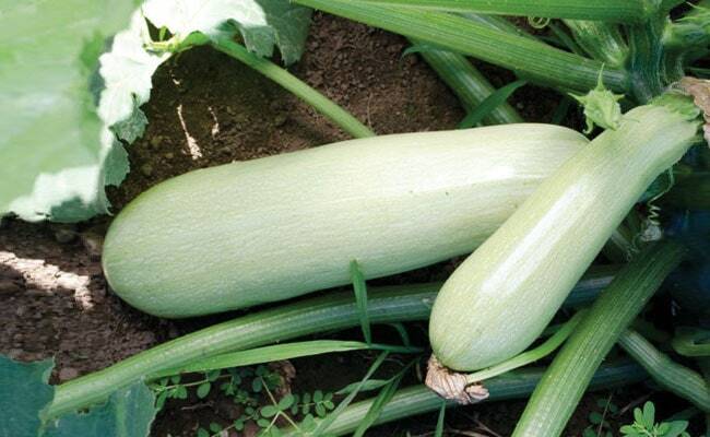 The best varieties of courgettes for open ground